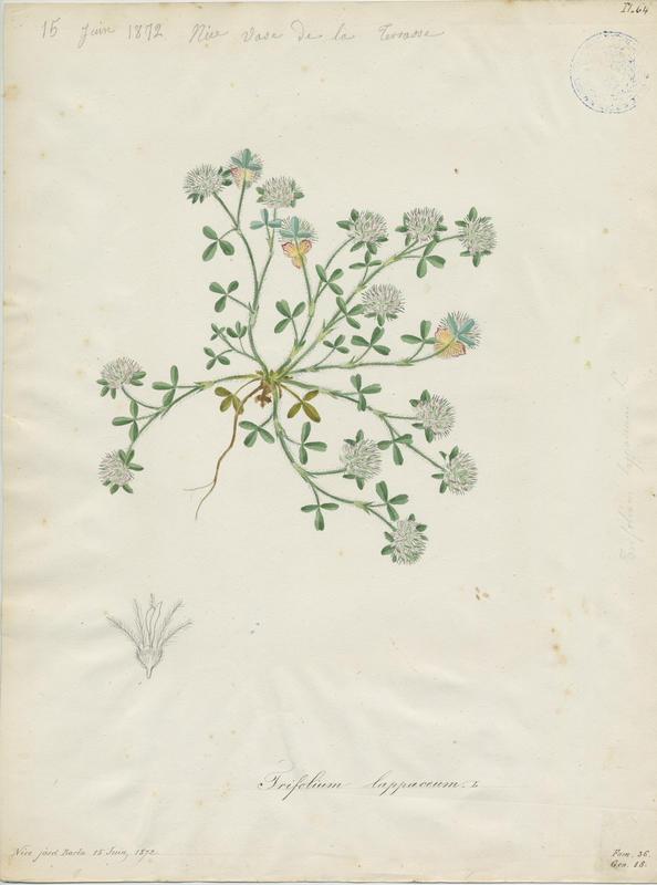 Trèfle fausse bardane ; plante à fleurs