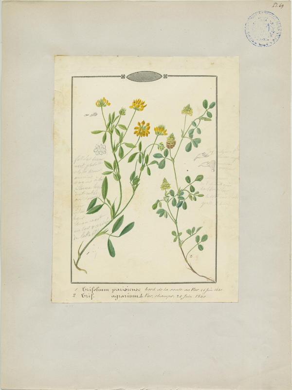 Trèfle doré ; Trèfle agraire ; plante à fleurs