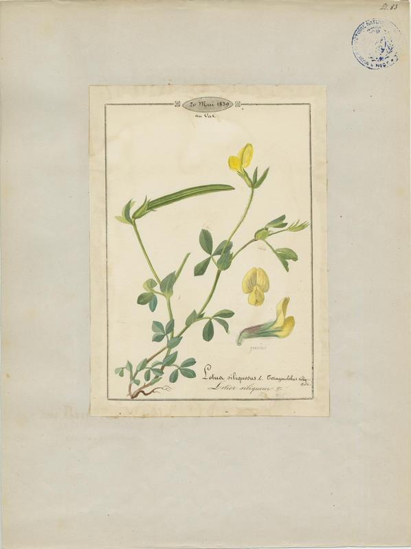 Lotier siliqueux ; plante à fleurs