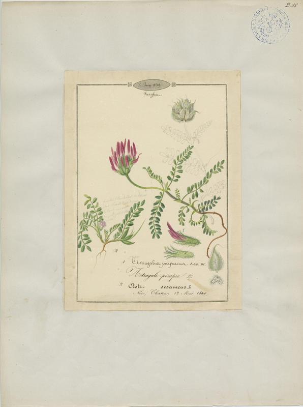 Astragale faux sésame ; plante à fleurs