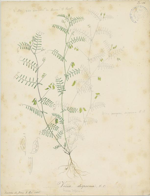 Vesce à deux graines ; plante à fleurs