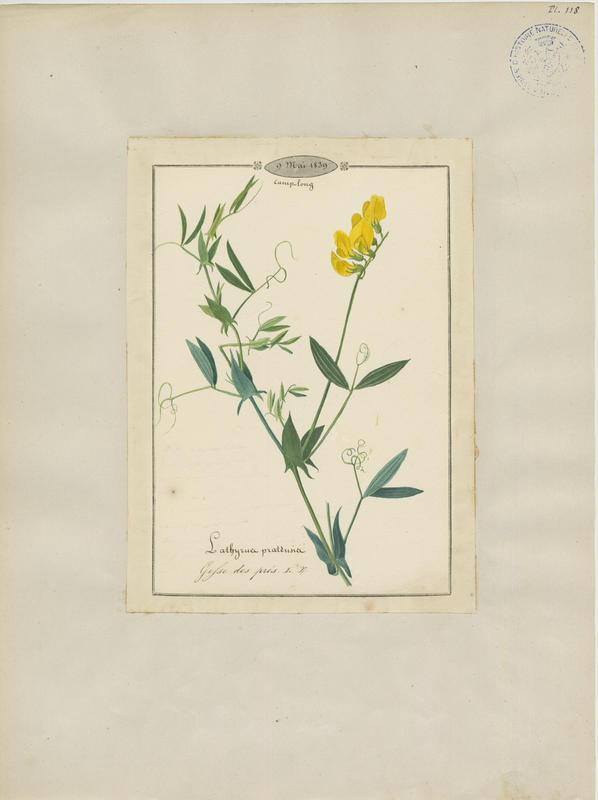 Gesse des prés ; plante à fleurs