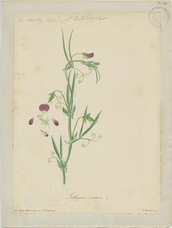 Gesse blanche ; Gesse cultivée ; Pois carré ; Lentille d'Espagne ; plante à fleurs