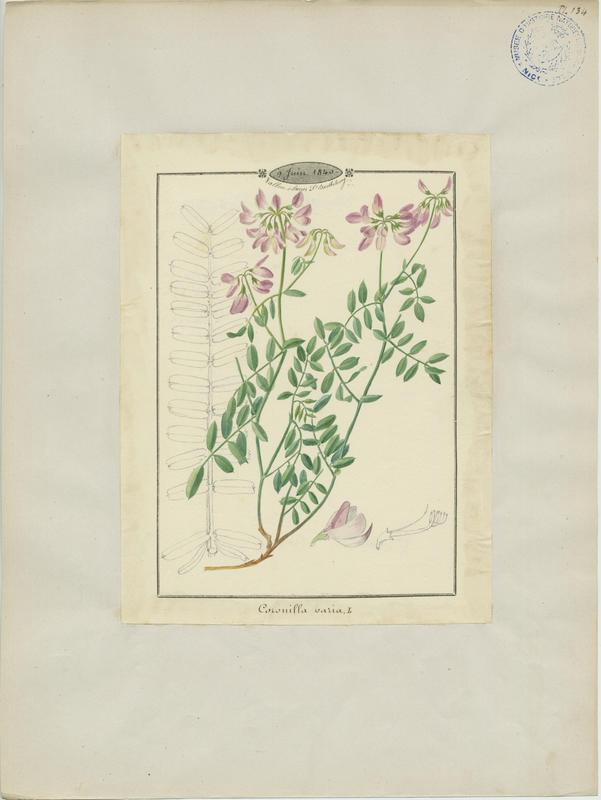 Coronille bigarrée ; plante à fleurs