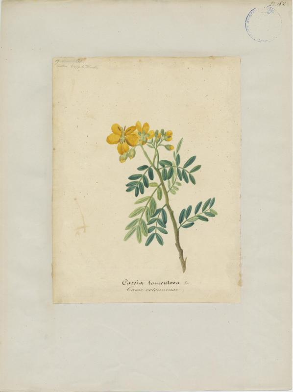 Casse cotonneuse ; plante à fleurs