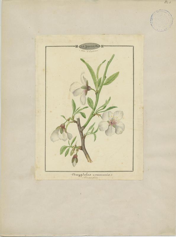 Amandier ; plante à fleurs