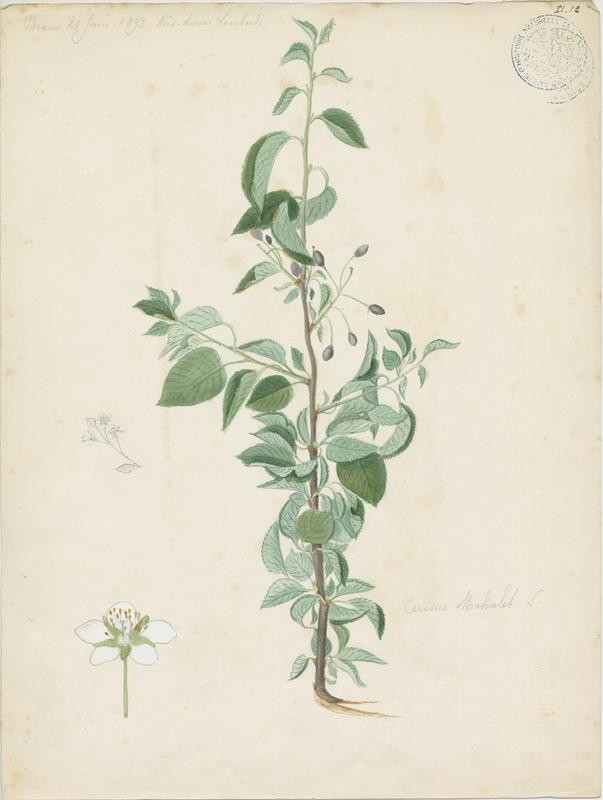 Bois de Sainte-Lucie ;  Cerisier de Sainte-Lucie ; Faux merisier ; plante à fleurs