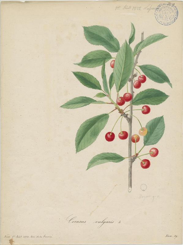 Cerisier acide ; Cerisier aigre ; Griottier acide ; plante à fleurs