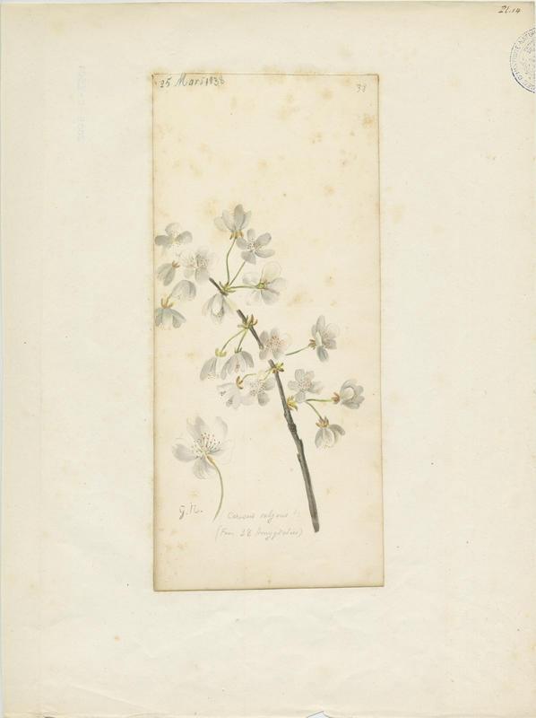 Cerisier acide ; Cerisier aigre ; Griottier acide ; plante à fleurs