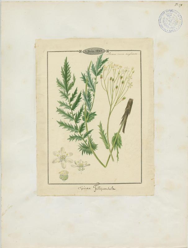 Filipendule commune ; Spirée filipendule ; plante à fleurs