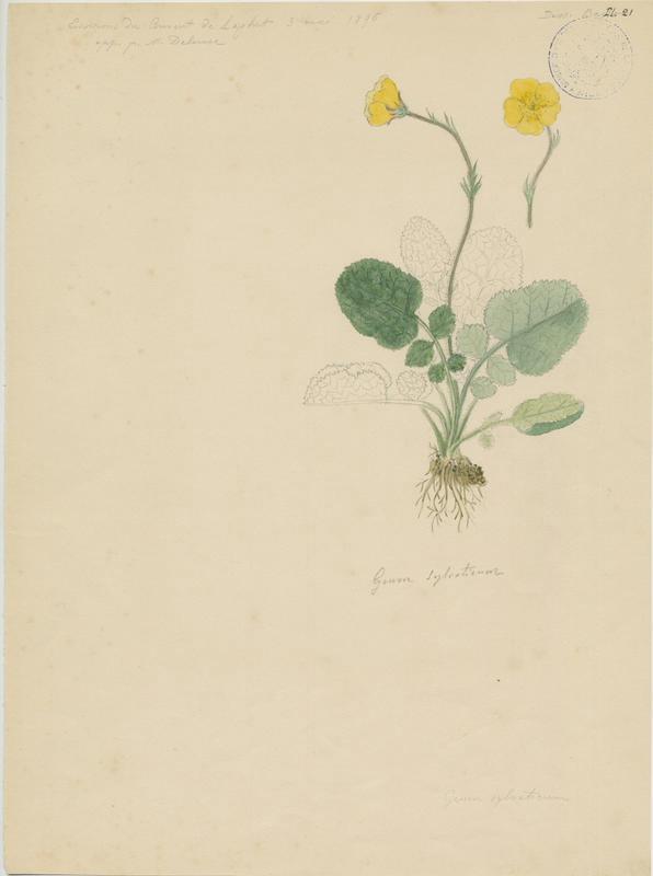 Benoîte des bois ; plante à fleurs