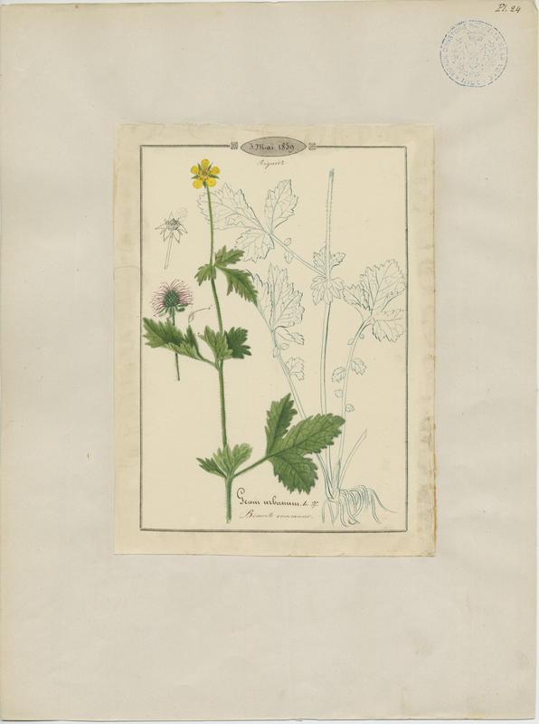 Benoîte commune ; plante à fleurs