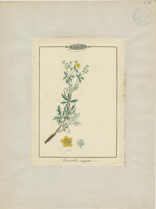 Potentille argentée ; plante à fleurs