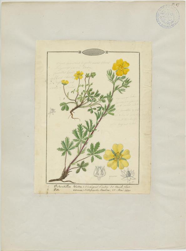 Potentille velue ; plante à fleurs