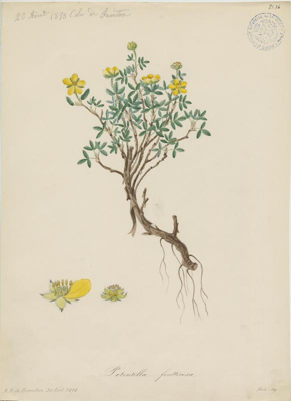 Potentille arbustive ; plante à fleurs