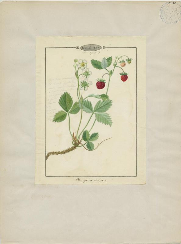 Fraisier des bois ; plante à fleurs