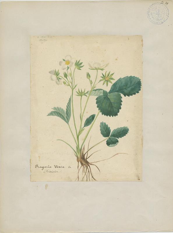 Fraisier des bois ; plante à fleurs