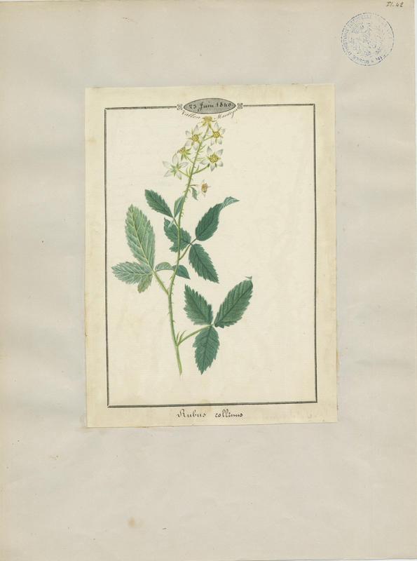 Ronce blanchâtre ; plante à fleurs
