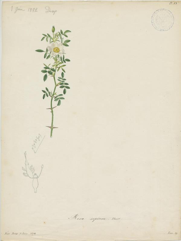 Rosier des haies ; Églantier agreste ; plante à fleurs