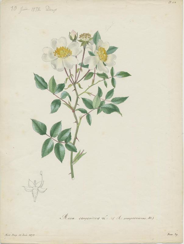 Églantier sempervirent ; Rosier toujours vert ; plante à fleurs
