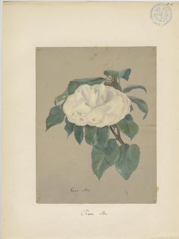 Rose blanche ; plante à fleurs