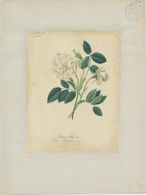 Rose blanche ; plante à fleurs