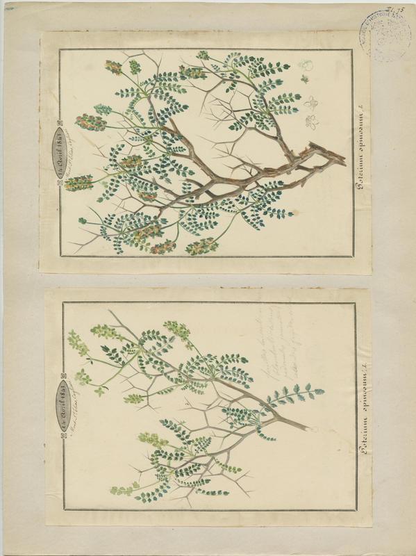 Pimprenelle épineuse ; plante à fleurs