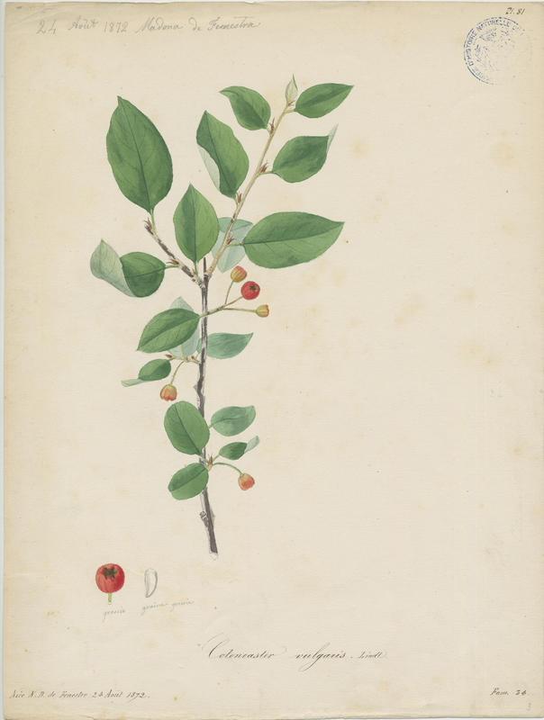 Cotonéaster à feuilles entières ; Cotonéaster vulgaire ; Cotonéaster sauvage ; plante à fleurs