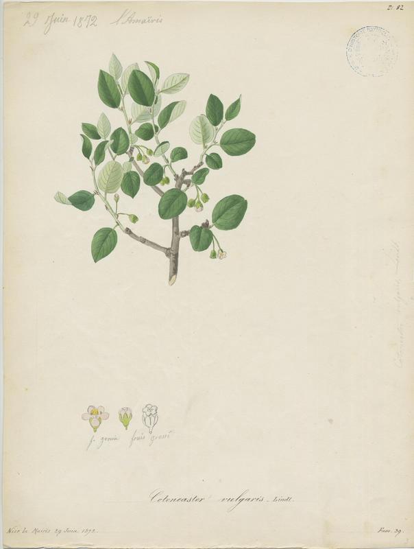 Cotonéaster à feuilles entières ; Cotonéaster vulgaire ; Cotonéaster sauvage ; plante à fleurs