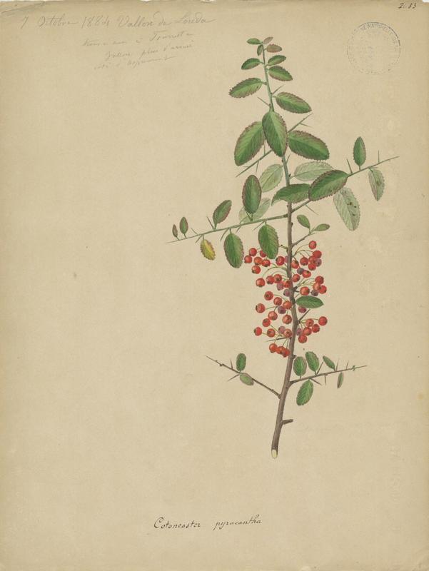 Buisson ardent ;  plante à fleurs