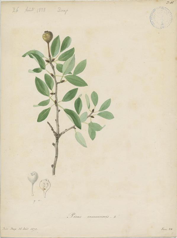 Poirier ; plante à fleurs