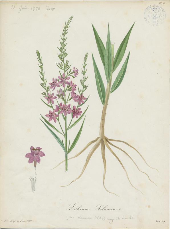 Salicaire commune ; plante à fleurs