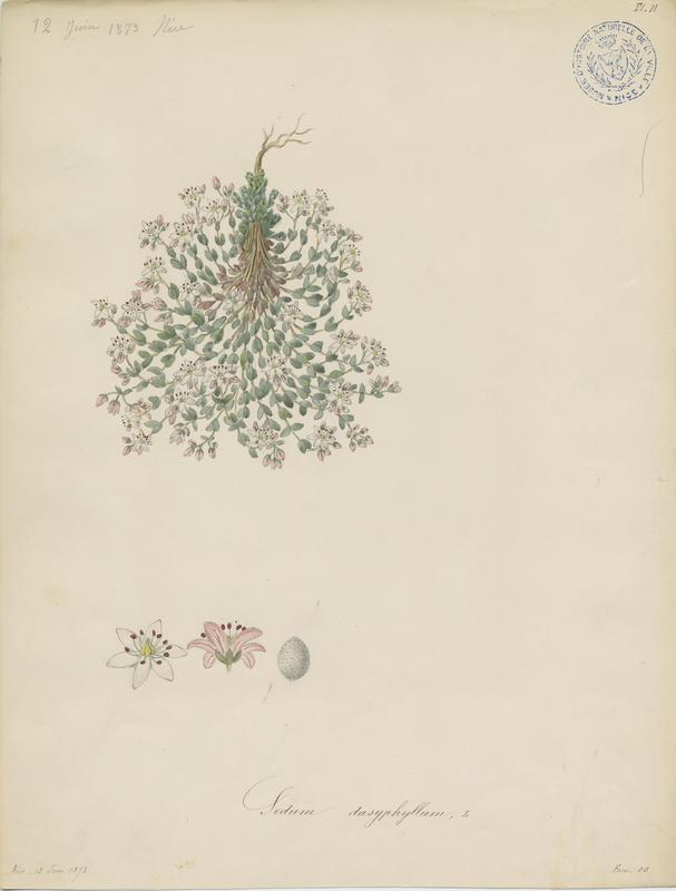 Sedum blanc ; Orpin à feuilles épaisses ; plante à fleurs