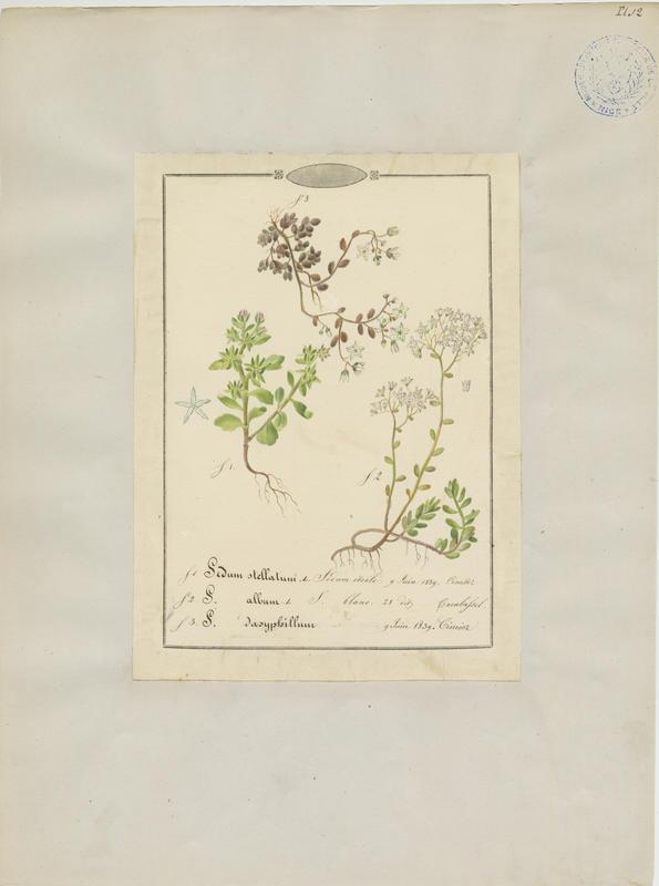 Sedum blanc ; Orpin à feuilles épaisses ; plante à fleurs