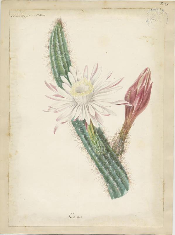 Cactus ; plante à fleurs