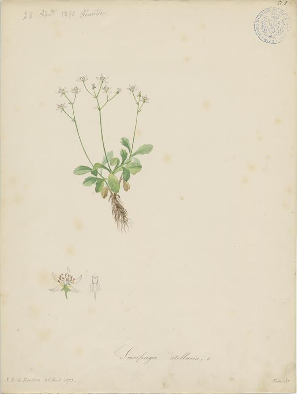 Starry Saxifrage ; Saxifrage étoilé ; plante à fleurs
