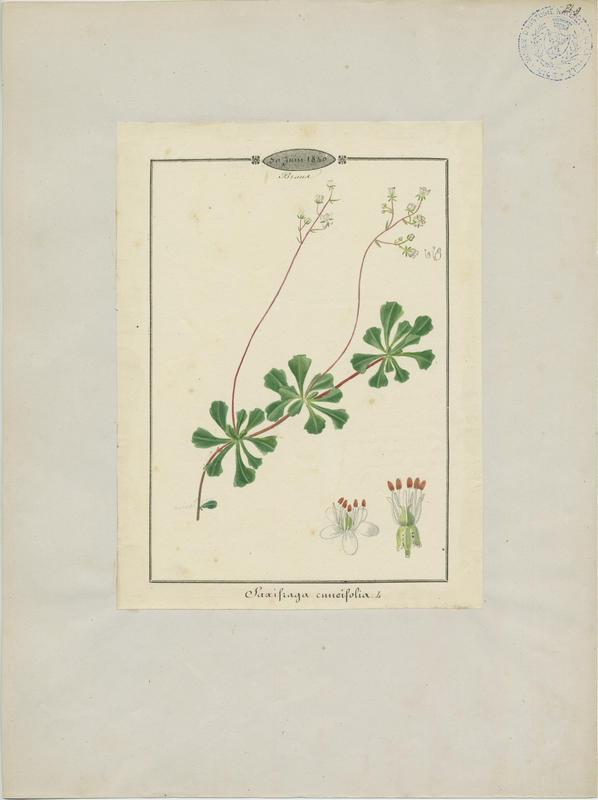 Désespoir du peintre ; Saxifrage à feuilles en coin ; plante à fleurs