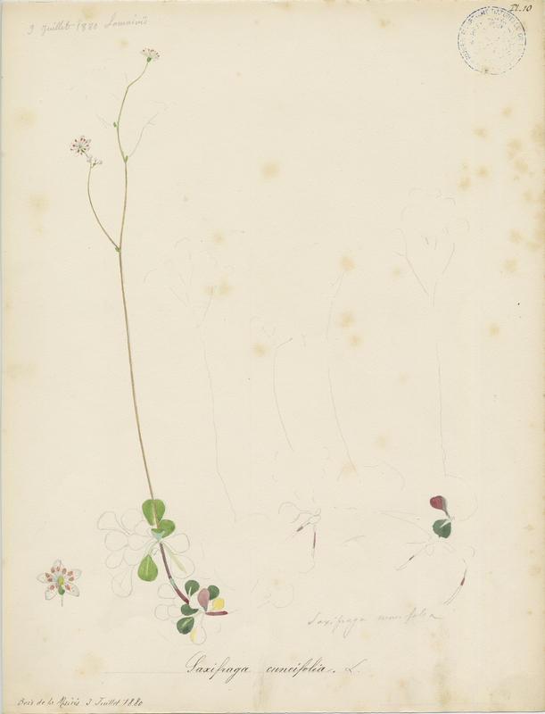 Désespoir du peintre ; Saxifrage à feuilles en coin  ; plante à fleurs