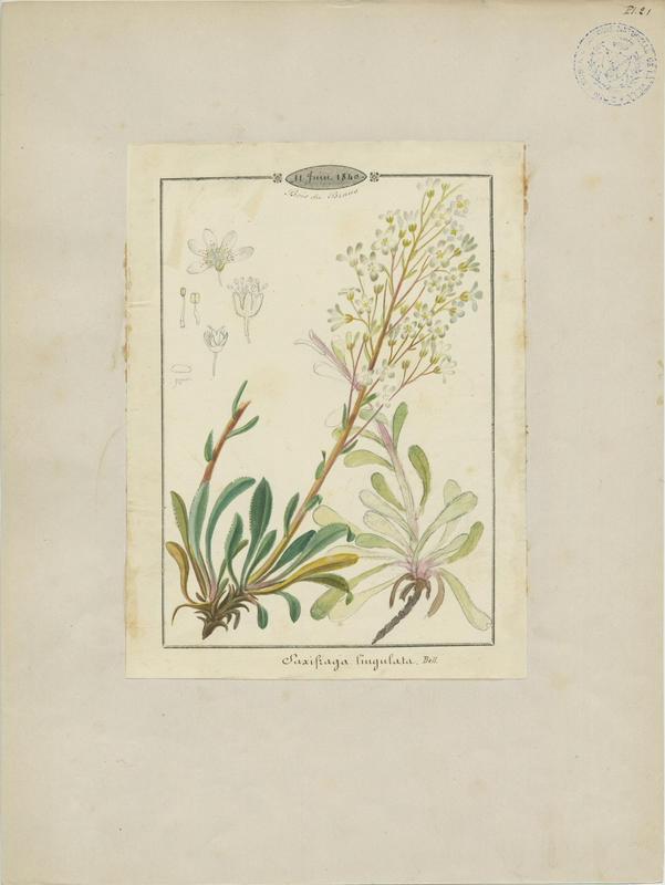 Saxifrage à callosités ; plante à fleurs