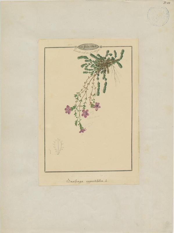 Saxifrage à feuilles opposées ; plante à fleurs