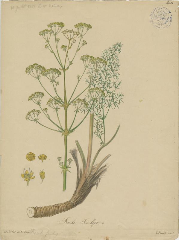 Petite férule des champs ; plante à fleurs