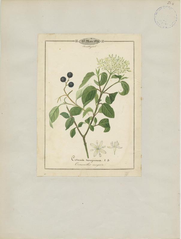 Cornouiller sanguin ; plante à fleurs