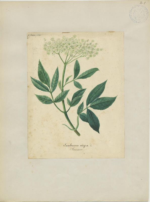 Sureau noir ; Grand Sureau ; plante à fleurs