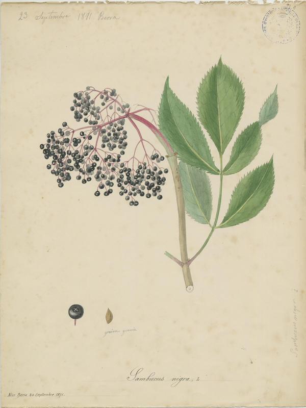 Sureau noir ; Grand Sureau ; plante à fleurs