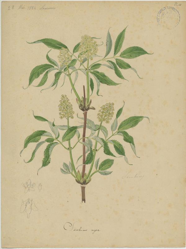 Sureau noir ; Grand Sureau ; plante à fleurs