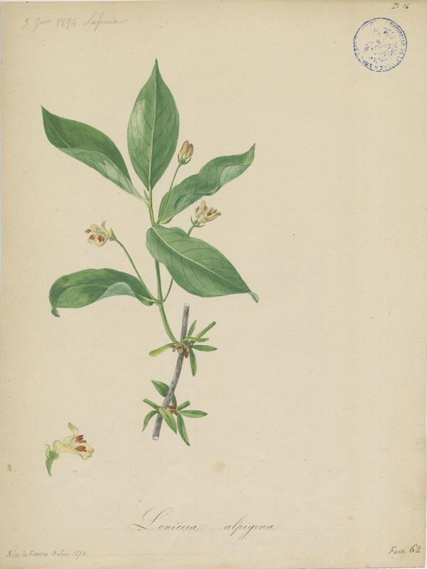 Camérisier des Alpes ; Chèvrefeuille des Alpes ; plante à fleurs