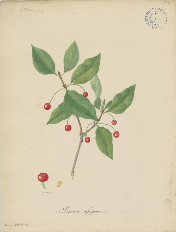 Camérisier des Alpes ; Chèvrefeuille des Alpes ; plante à fleurs