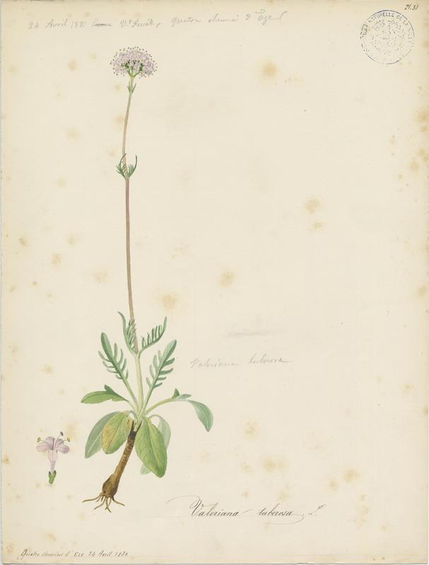 Valériane tubéreuse ; plante à fleurs