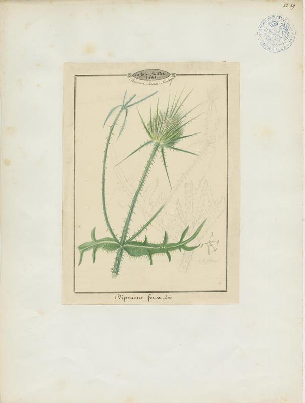 Cardère féroce ; plante à fleurs