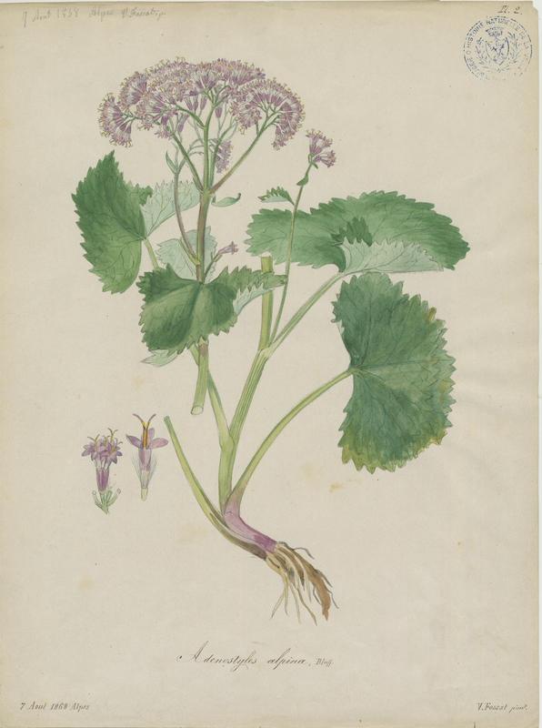 Adénostyle des Alpes ; plante à fleurs